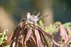 Prinia molleri