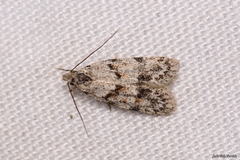 Symmoca signatella