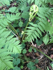 Athyrium filix-femina