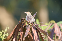 Prinia molleri