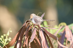 Prinia molleri