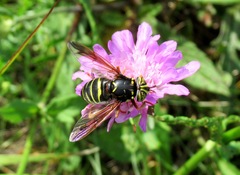 Spilomyia diophthalma