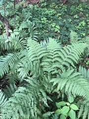 Athyrium filix-femina