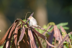 Prinia molleri