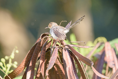 Prinia molleri