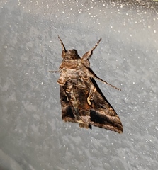 Autographa gamma