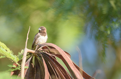 Spermestes cucullata
