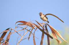 Spermestes cucullata
