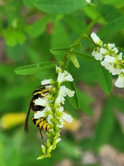 Vespula flavopilosa