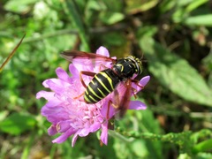 Spilomyia diophthalma