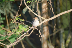 Prinia molleri