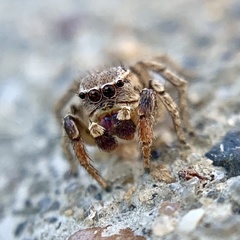 Habronattus texanus