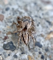Habronattus texanus