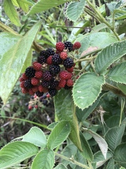 Rubus urticifolius