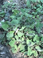 Aristolochia californica