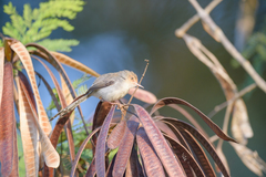 Prinia molleri