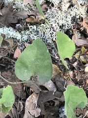Aristolochia californica