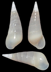 Melanella