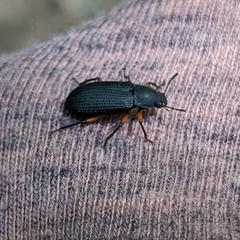 Haplandrus fulvipes