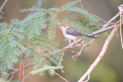 Prinia molleri
