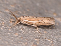 Fissicrambus quadrinotellus