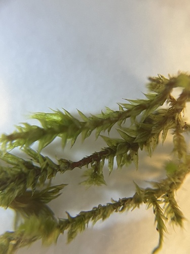 Lateral Cryphaea