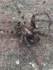 Tegenaria pagana