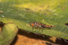 Campichoetidae