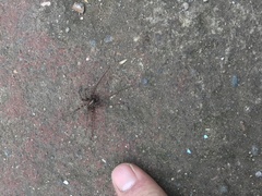 Tegenaria pagana