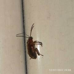 Physimerus scabrosus