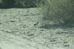 Ammospermophilus leucurus