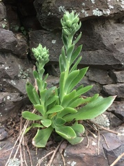 Echeveria platyphylla