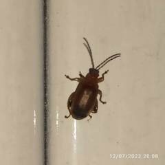 Physimerus scabrosus