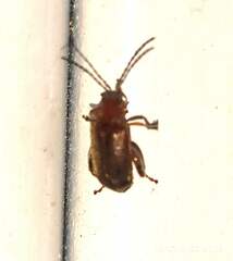 Physimerus scabrosus