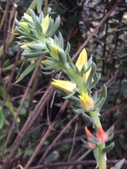 Echeveria platyphylla