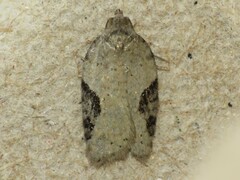 Acleris macdunnoughi