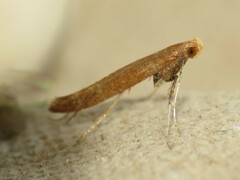 Caloptilia invariabilis
