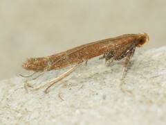 Caloptilia invariabilis