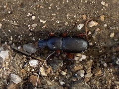 Argoporis costipennis