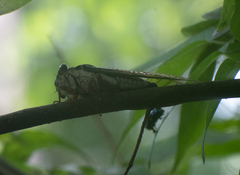 Neotibicen lyricen
