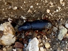 Argoporis costipennis