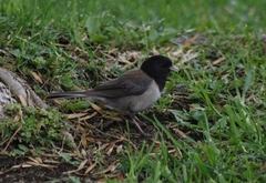 Junco hyemalis thurberi