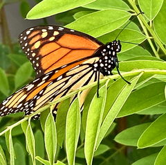 Danaus plexippus