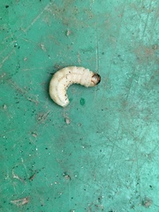 Eichlinia cucurbitae