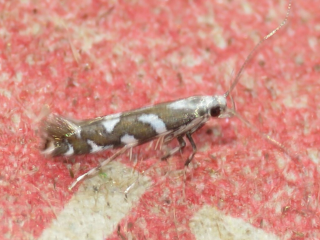 Marbleseed Leafminer