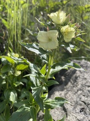 Epilobium luteum