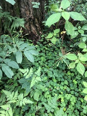 Osmorhiza aristata
