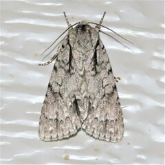 Acronicta hasta