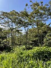 Alphitonia zizyphoides