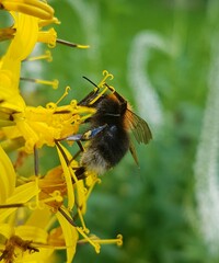 Bombus hypnorum